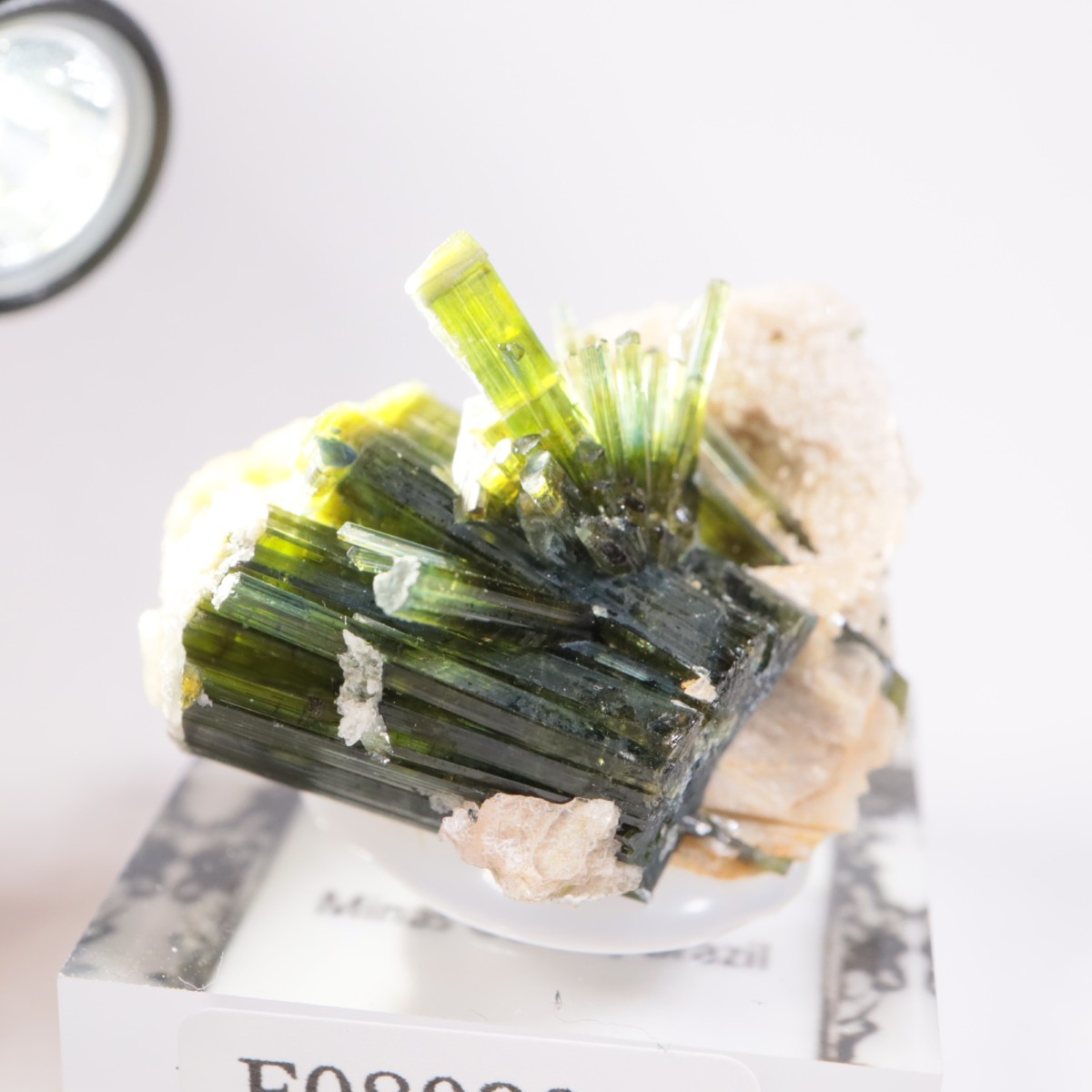 �ߥʥ������饤������ �ȥ�ޥ��