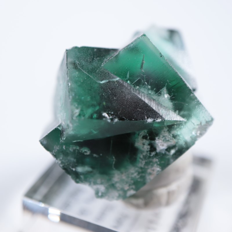 The Hidden Forestե饤