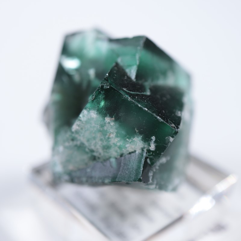 The Hidden Forestե饤