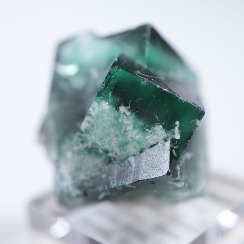 The Hidden Forestե饤