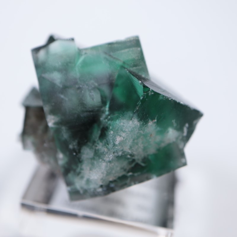 The Hidden Forestե饤