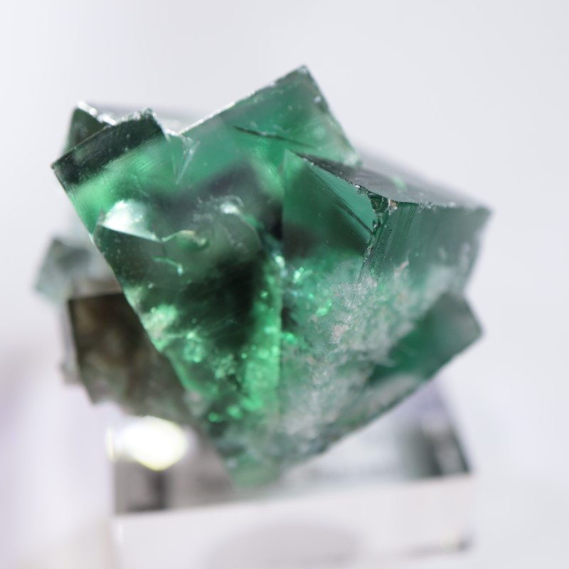 The Hidden Forestե饤