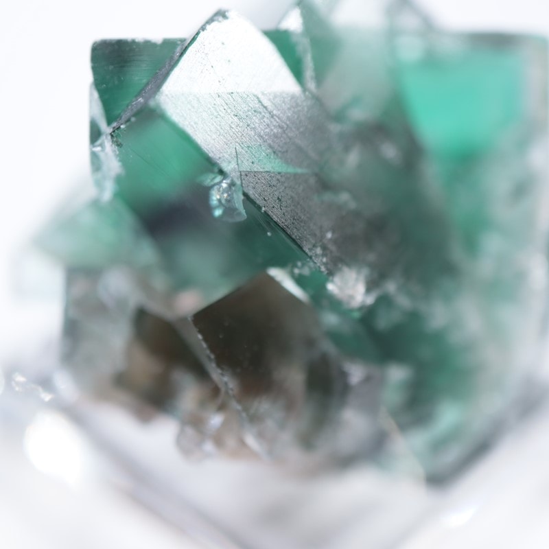 The Hidden Forestե饤