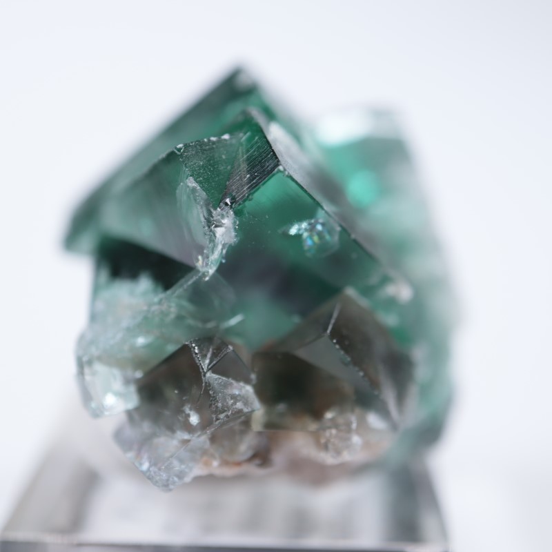 The Hidden Forestե饤