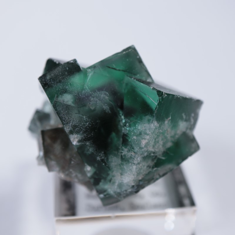 The Hidden Forestե饤