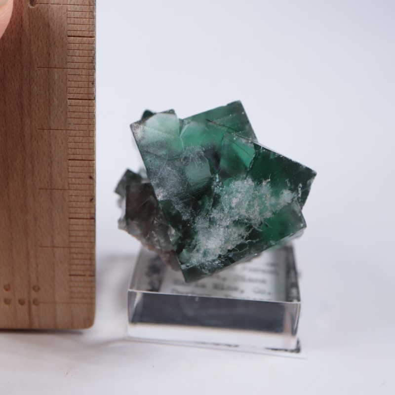 The Hidden Forestե饤