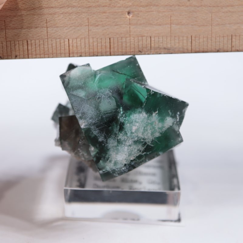 The Hidden Forestե饤