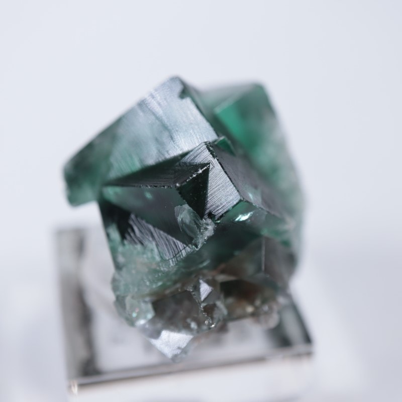 The Hidden Forestե饤