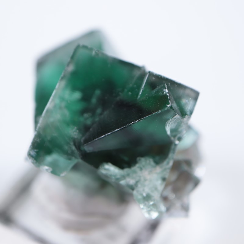 The Hidden Forestե饤