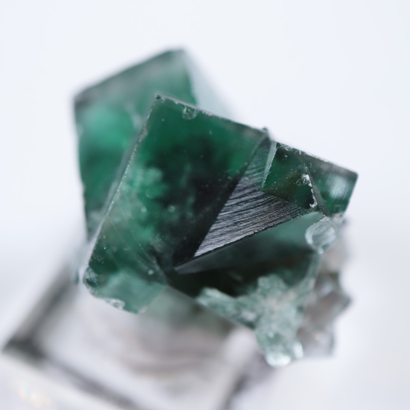 The Hidden Forestե饤