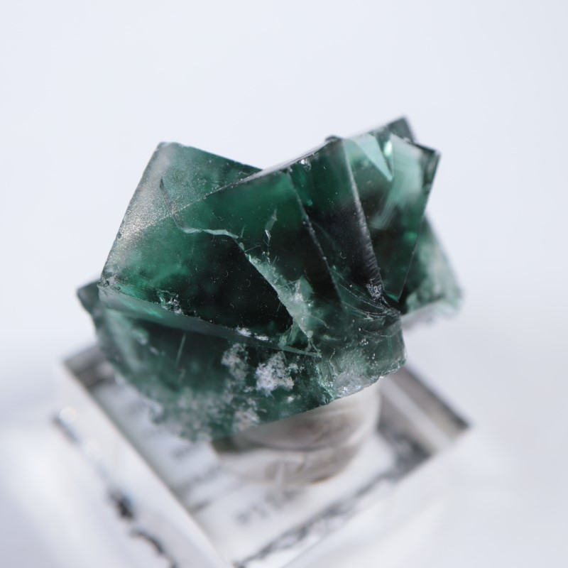 The Hidden Forestե饤