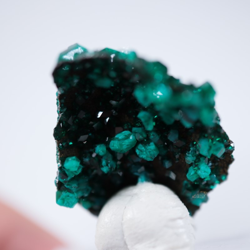 ���󥴻����������ץơ���