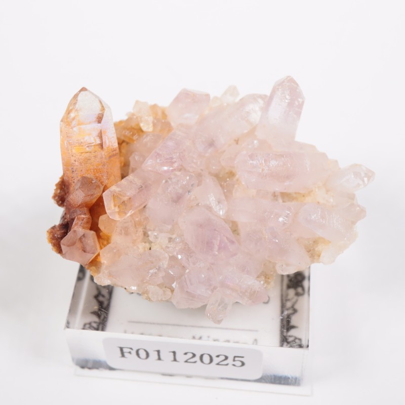 �٥饯�륹�� ���᥷����