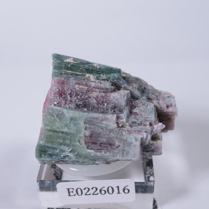 �ʥߥӥ������ȥ�ޥ��