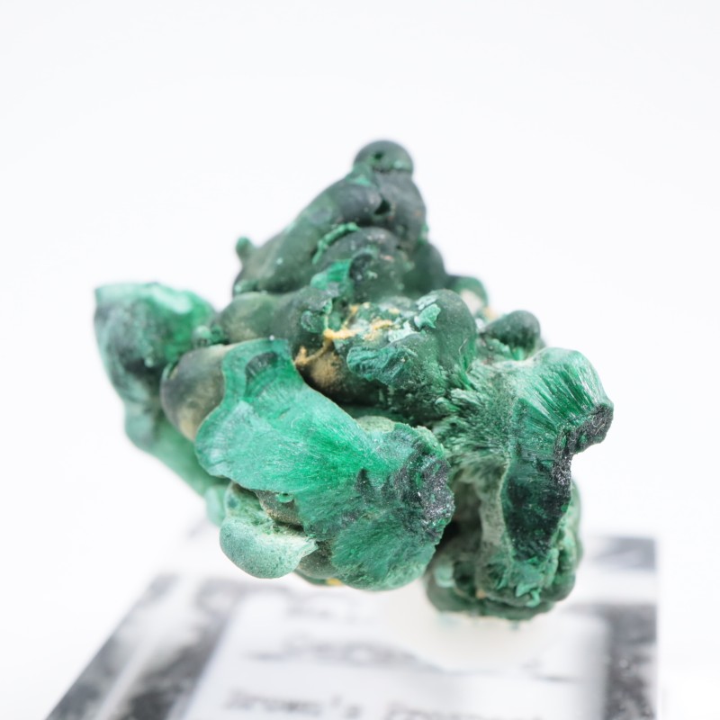 �������ȥ�ꥢ�� �ޥ饫���ȡ����륵����