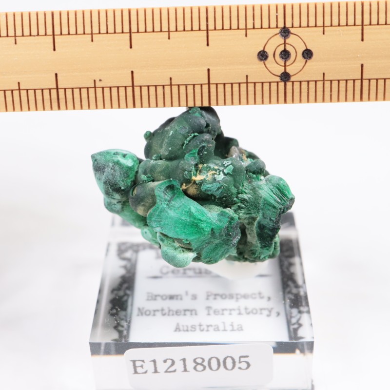 �������ȥ�ꥢ�� �ޥ饫���ȡ����륵����