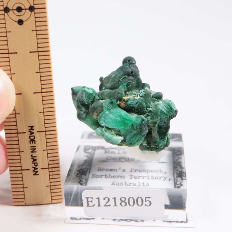 �������ȥ�ꥢ�� �ޥ饫���ȡ����륵����