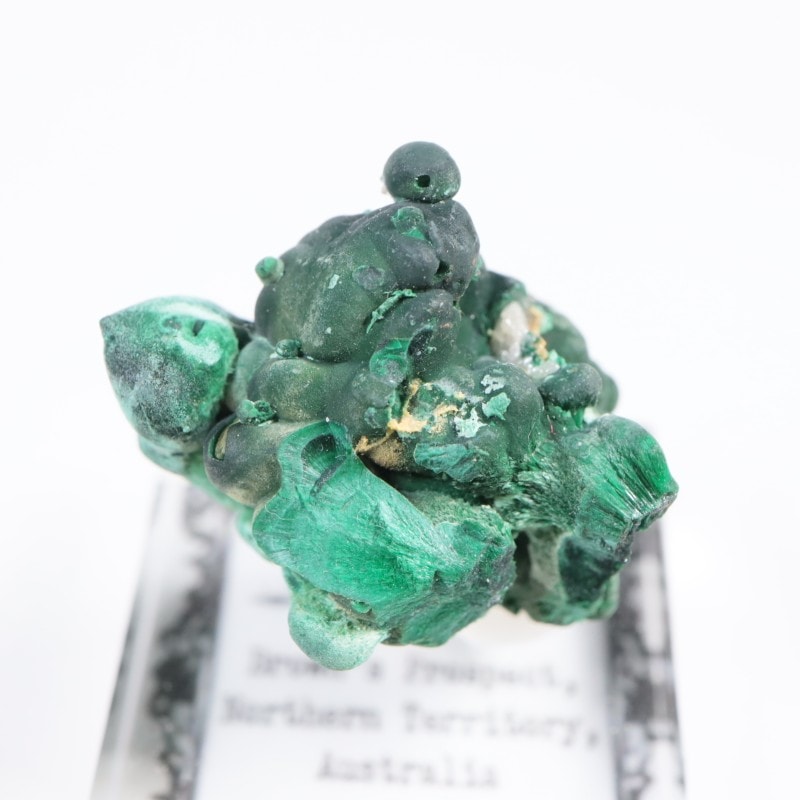 �������ȥ�ꥢ�� �ޥ饫���ȡ����륵����