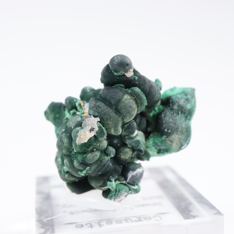 �������ȥ�ꥢ�� �ޥ饫���ȡ����륵����