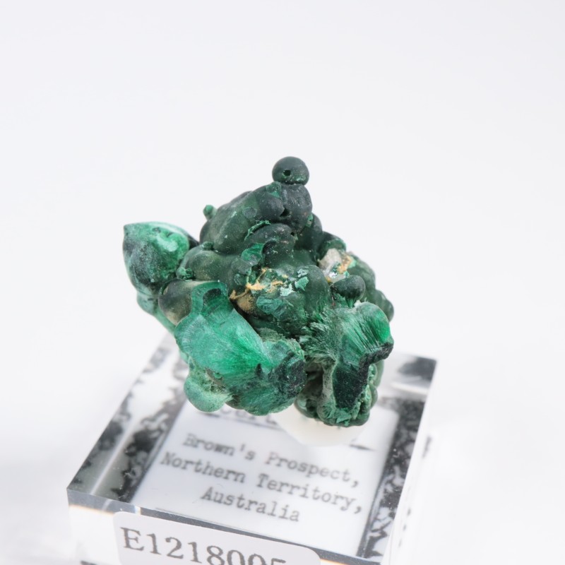 �������ȥ�ꥢ�� �ޥ饫���ȡ����륵����