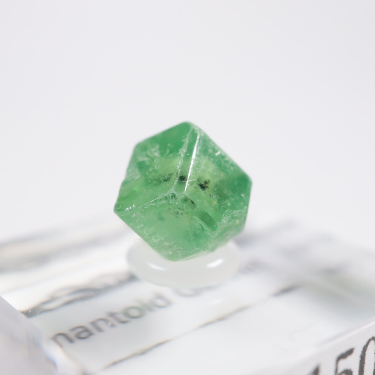 �ѥ������� �ǥޥ�ȥ��ɥ����ͥå�