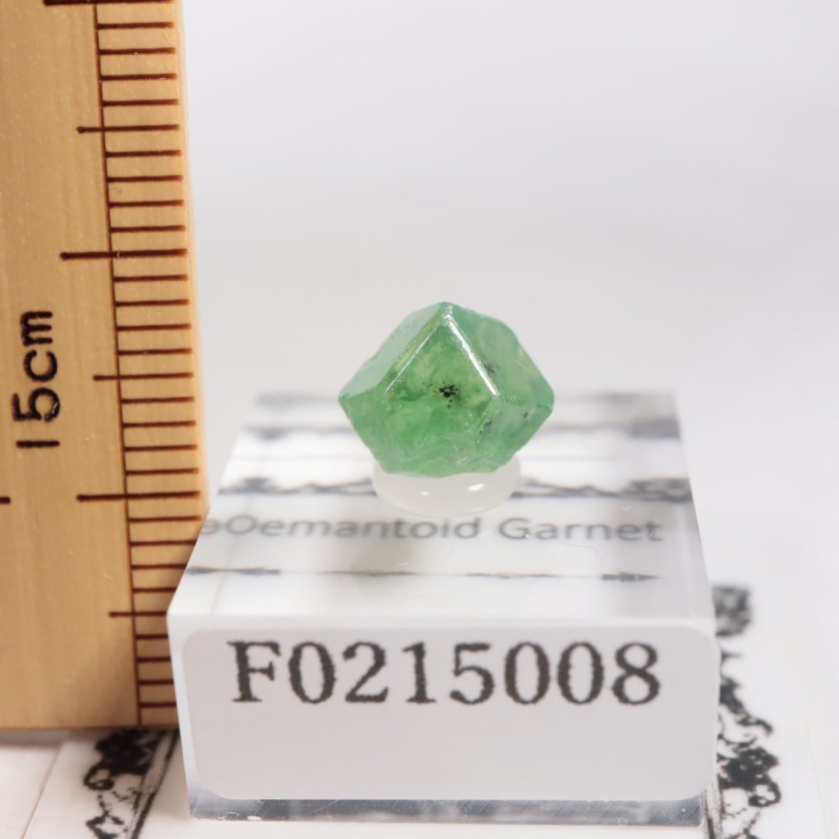 �ѥ������� �ǥޥ�ȥ��ɥ����ͥå�