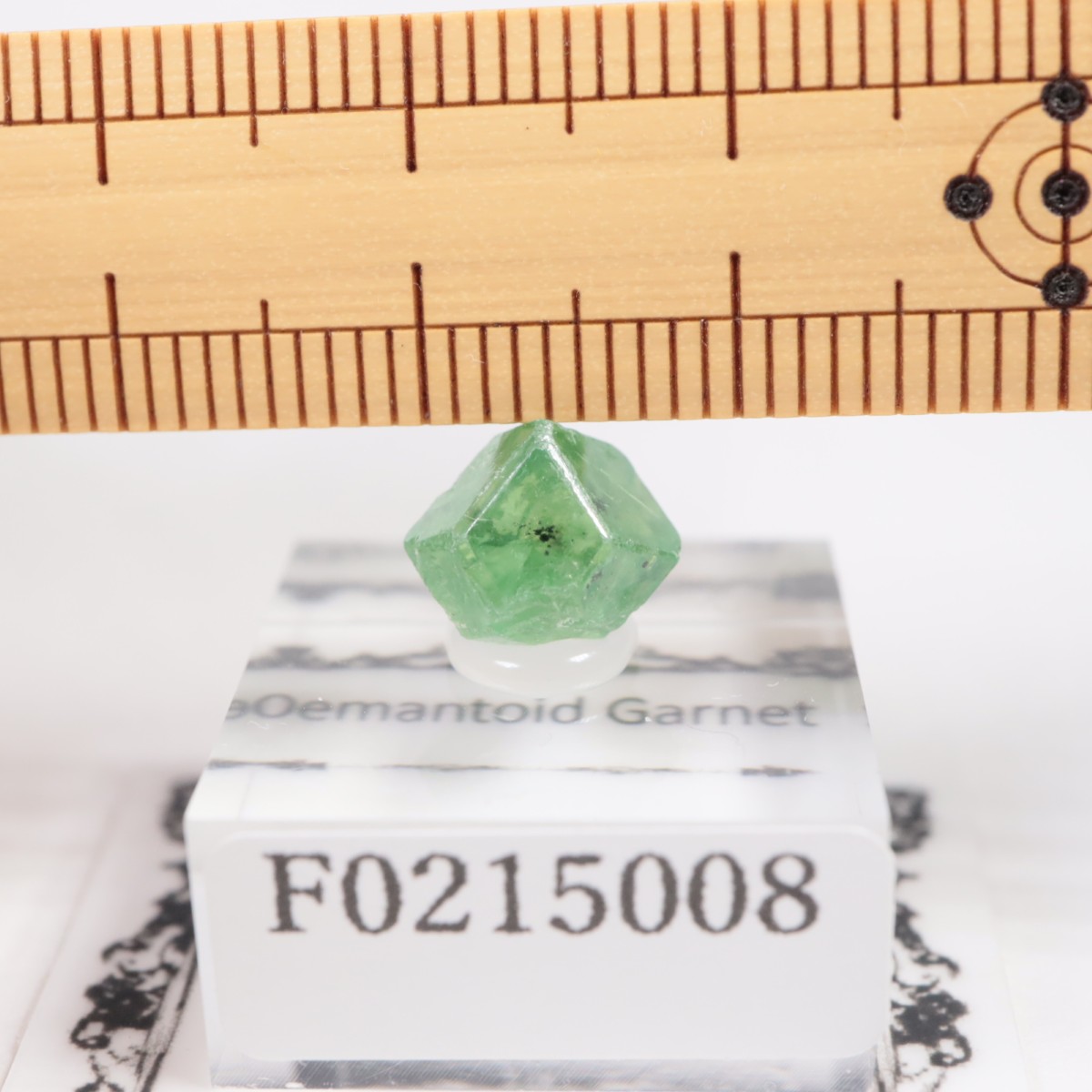 �ѥ������� �ǥޥ�ȥ��ɥ����ͥå�