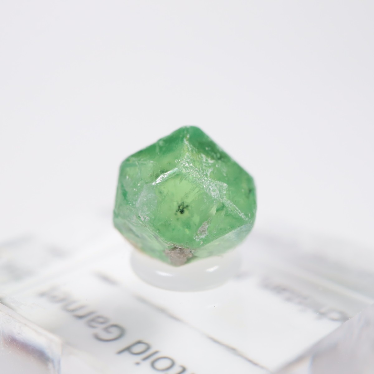 �ѥ������� �ǥޥ�ȥ��ɥ����ͥå�