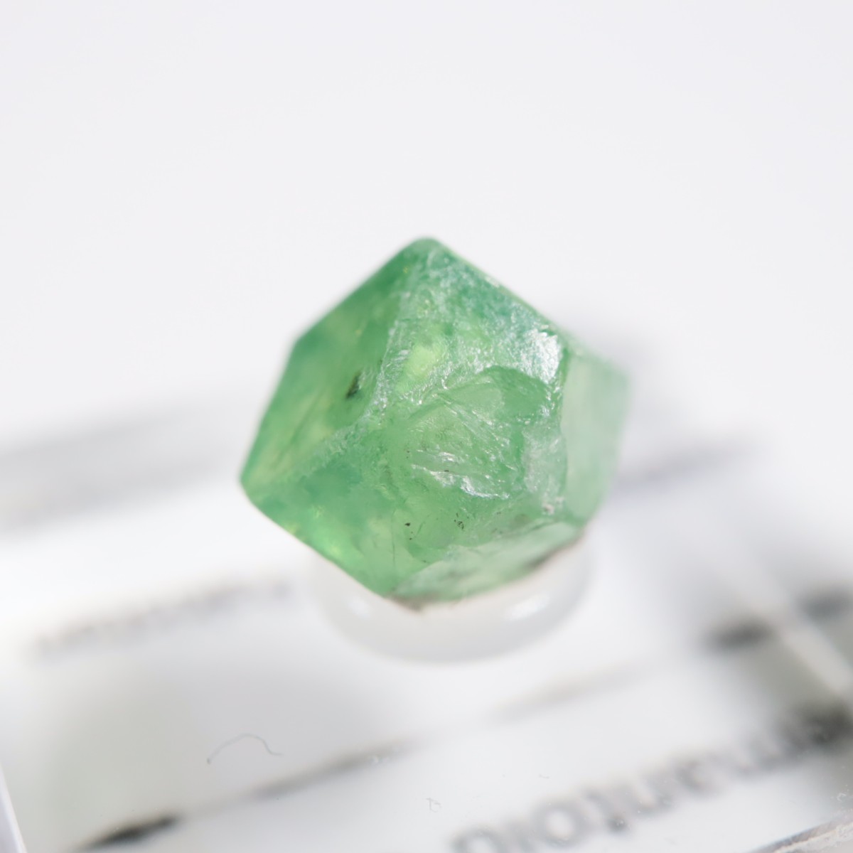 �ѥ������� �ǥޥ�ȥ��ɥ����ͥå�