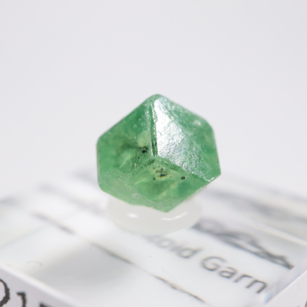 �ѥ������� �ǥޥ�ȥ��ɥ����ͥå�