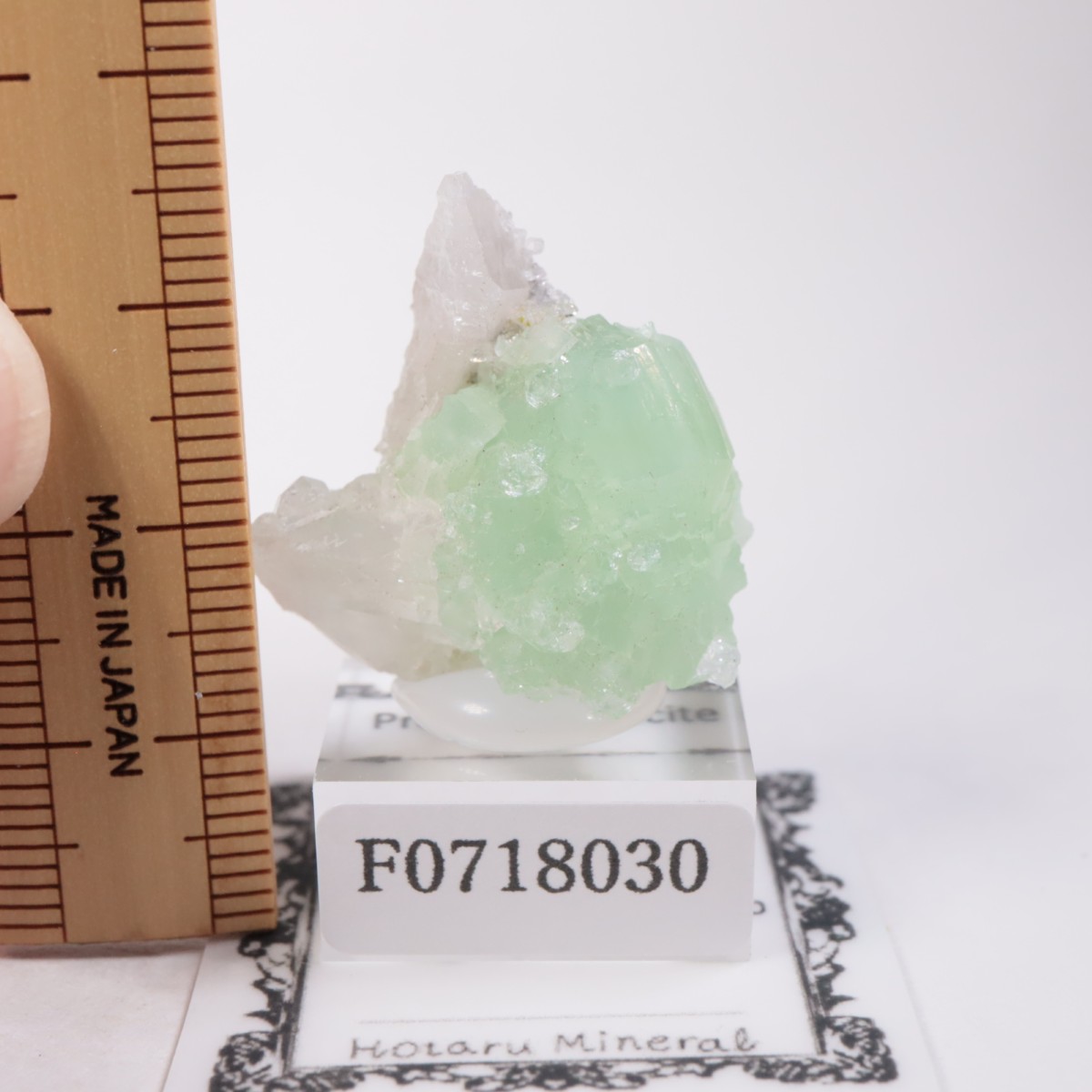 �֥��ɥС��������ץ�ʥ��ȡ����륵����