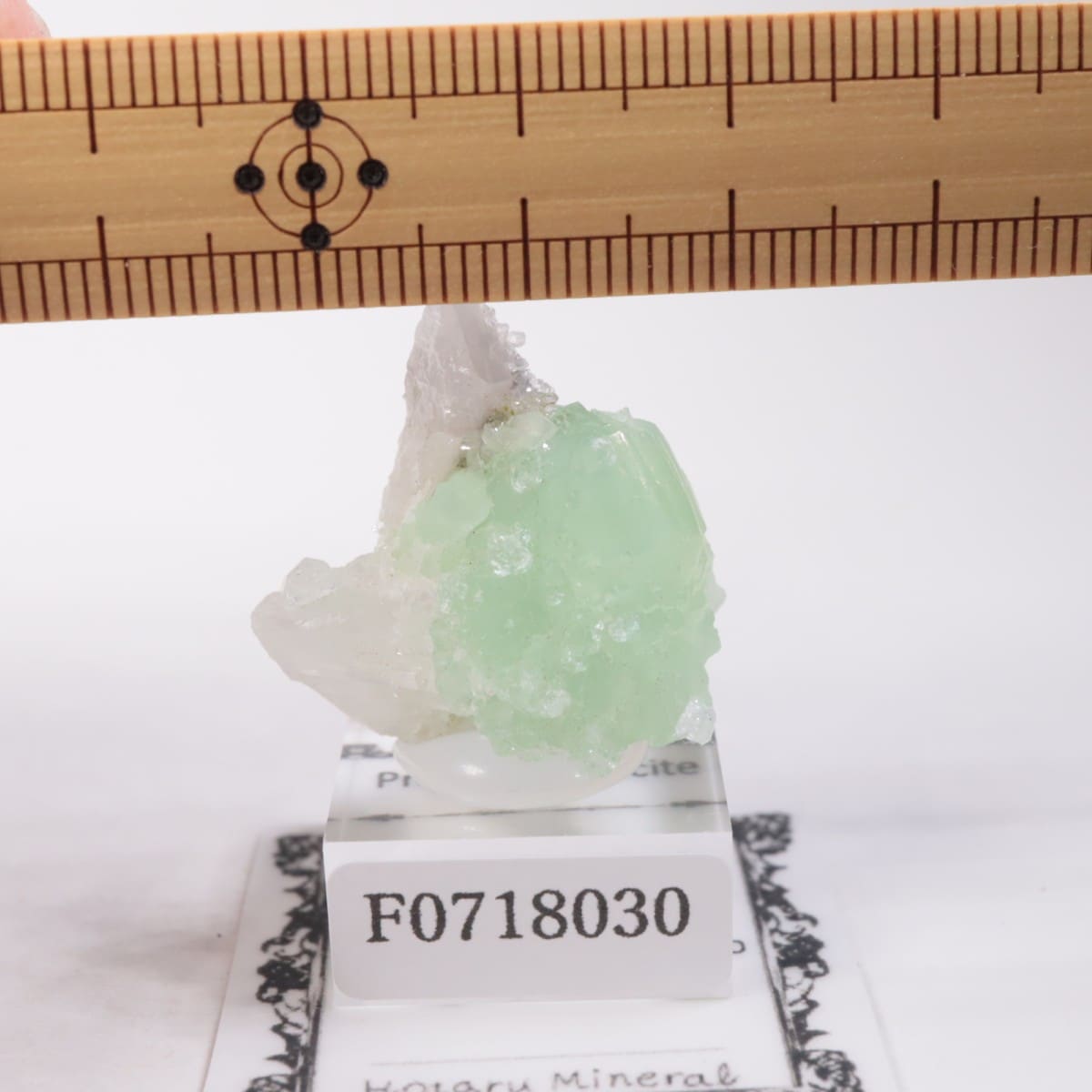 �֥��ɥС��������ץ�ʥ��ȡ����륵����