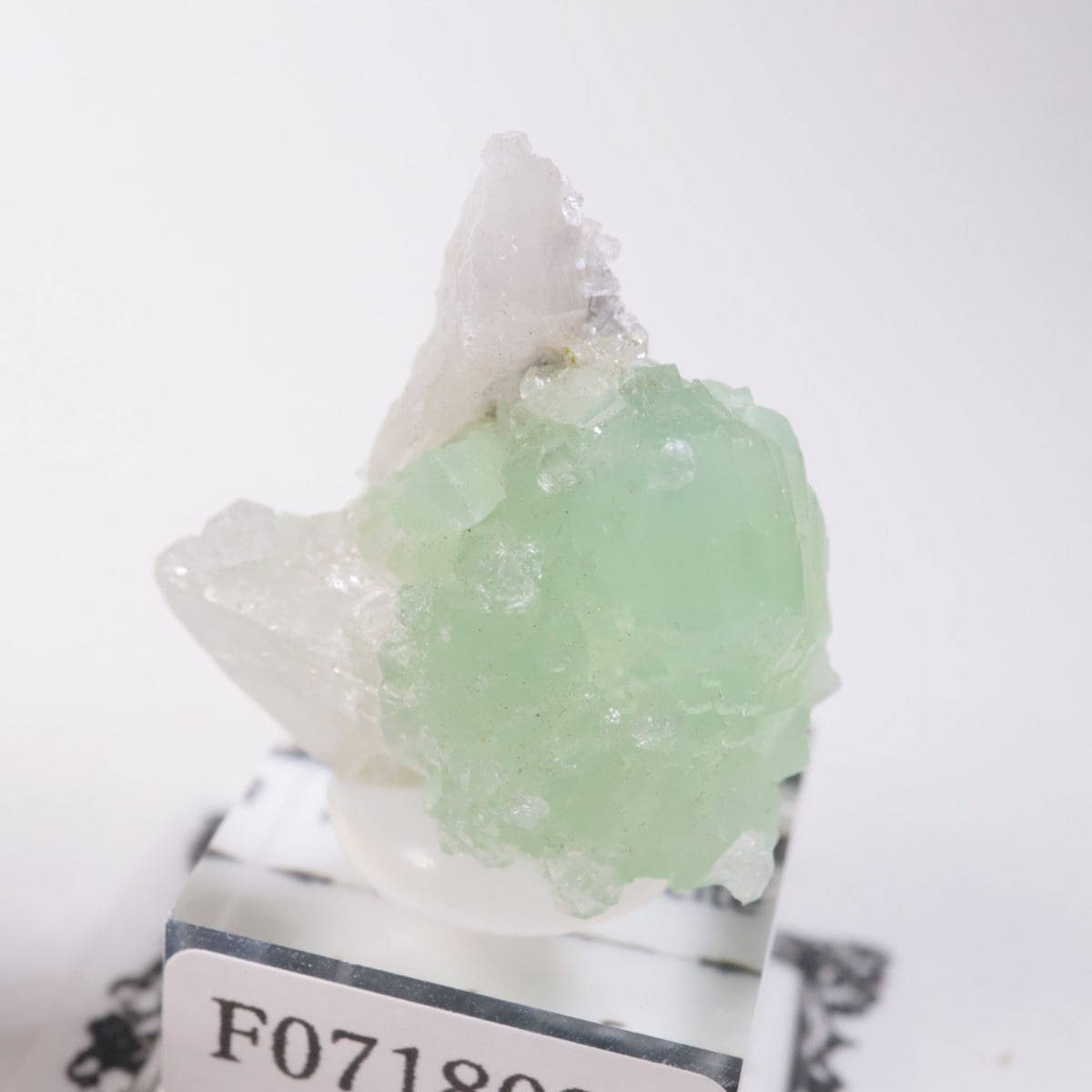 �֥��ɥС��������ץ�ʥ��ȡ����륵����