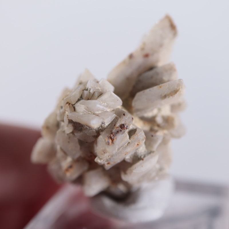 ����ꥫ�������ץ���