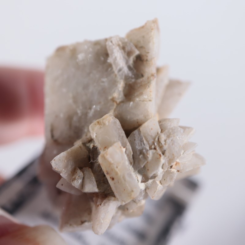 ����ꥫ�������ץ���