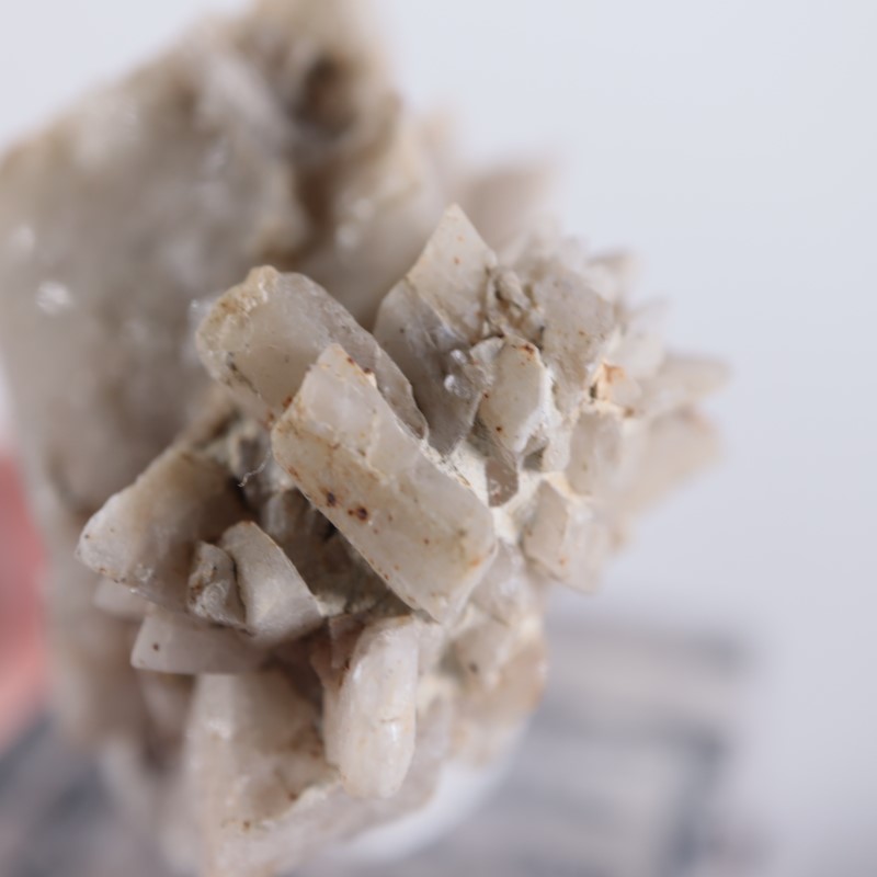 ����ꥫ�������ץ���