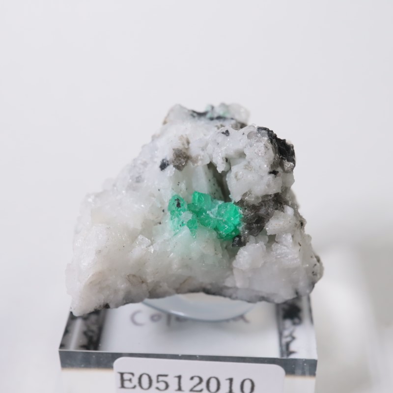 ������ӥ������������