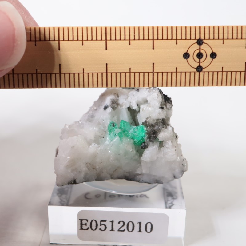 ������ӥ������������