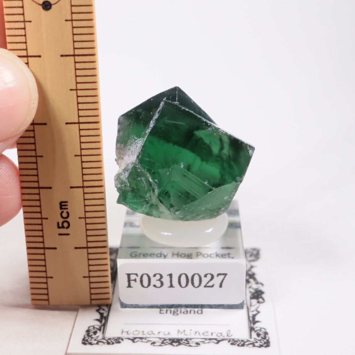 Greedy Hog Pocket�� �ե����饤��