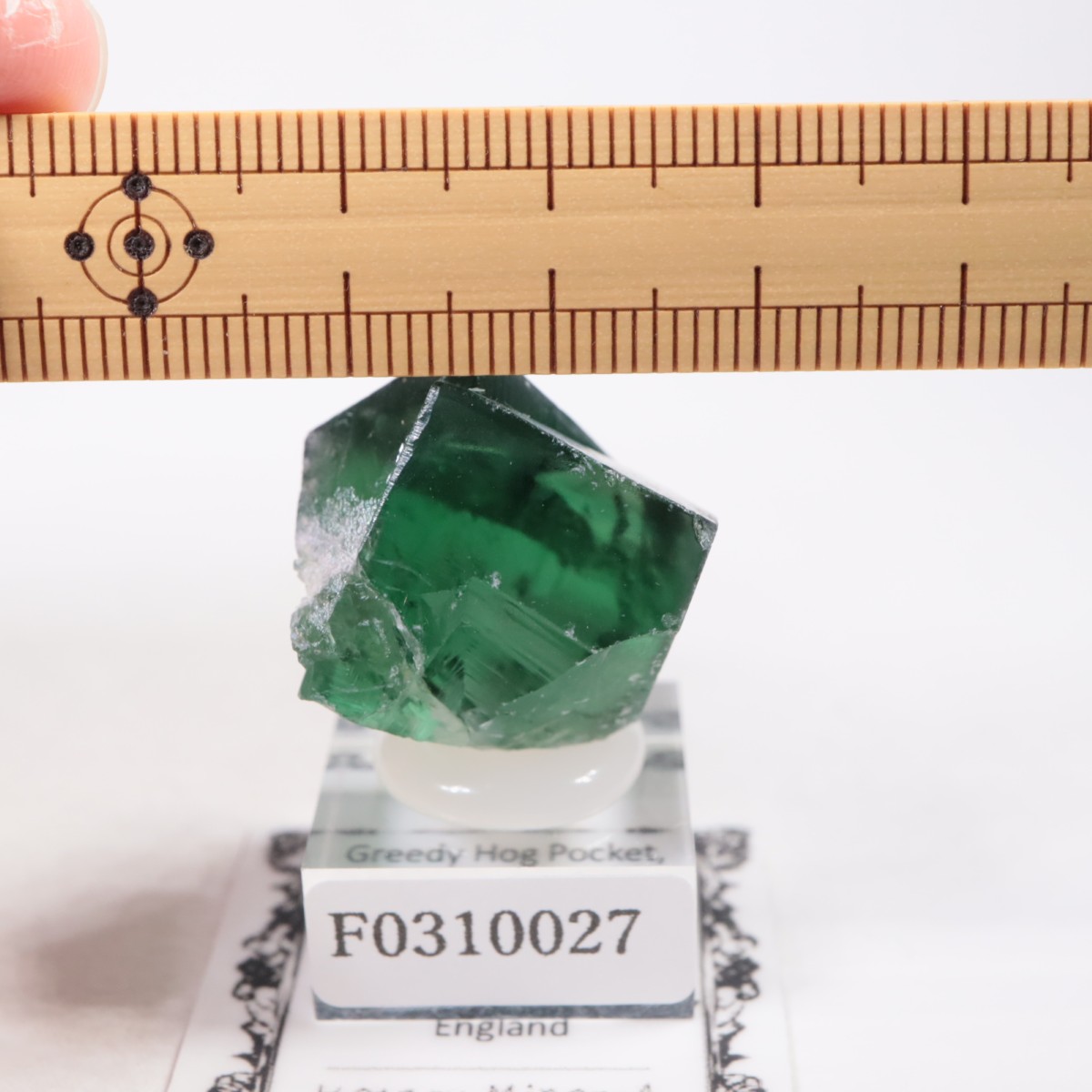 Greedy Hog Pocket�� �ե����饤��