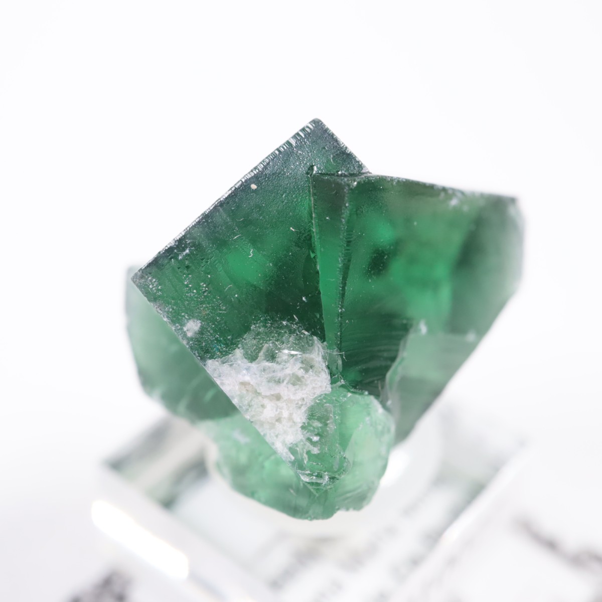 Greedy Hog Pocket�� �ե����饤��