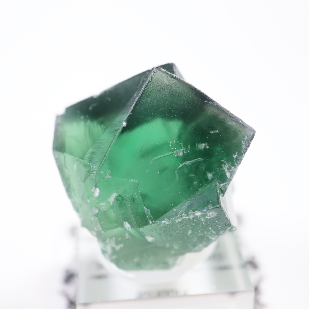 Greedy Hog Pocket�� �ե����饤��