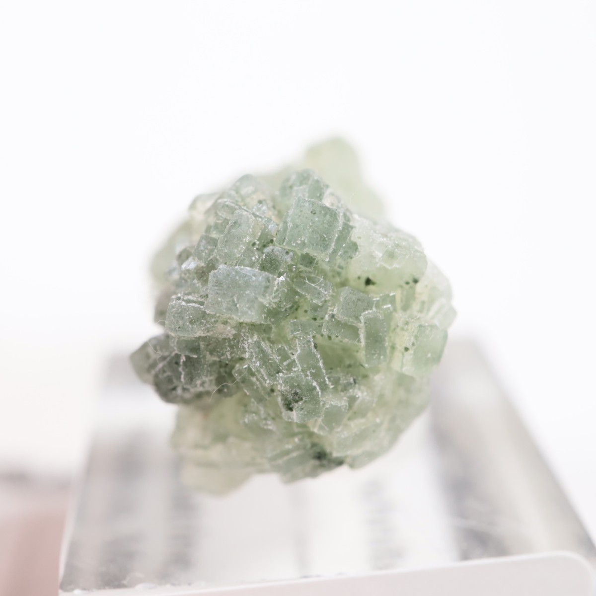 ����å��� �ץ�ʥ���