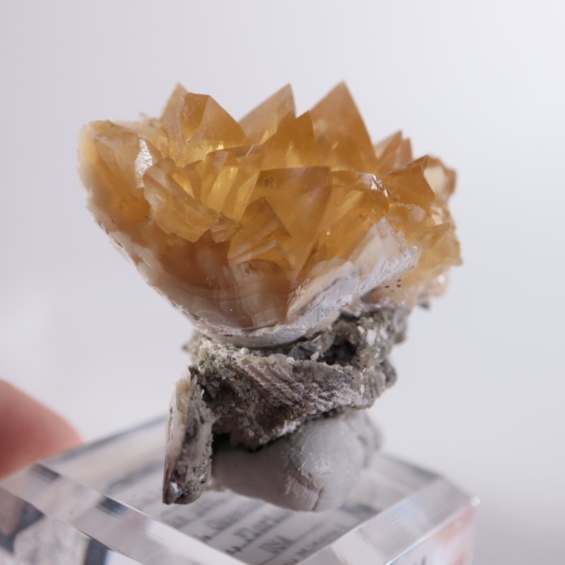 フロリダ州 貝化石カルサイト | 鉱物標本,カ行,カルサイト/方解石