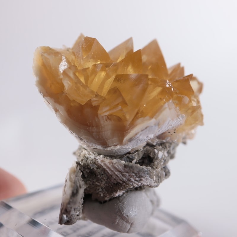 フロリダ州 貝化石カルサイト | 鉱物標本,カ行,カルサイト/方解石