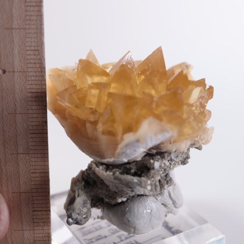 フロリダ州 貝化石カルサイト | 鉱物標本,カ行,カルサイト/方解石