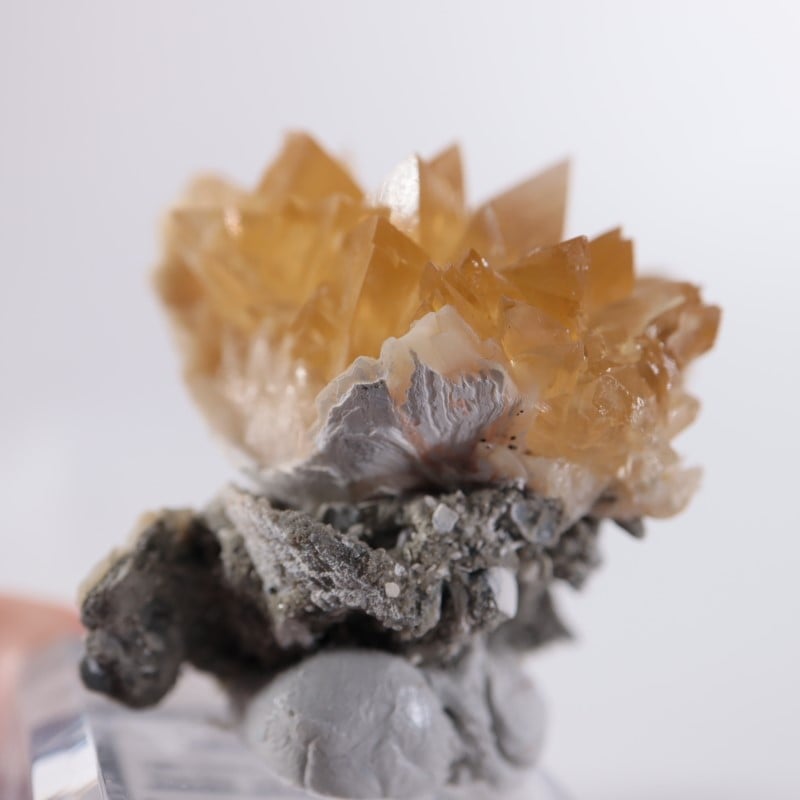 フロリダ州 貝化石カルサイト | 鉱物標本,カ行,カルサイト/方解石