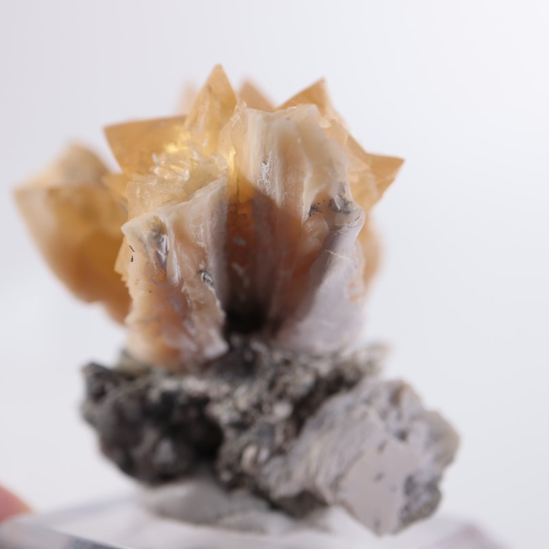 貝化石カルサイト原石❤希少❤イエロー❤150g❤ フロリダ州 貝化石カルサイト | 鉱物標本,カ行,カルサイト/方解石