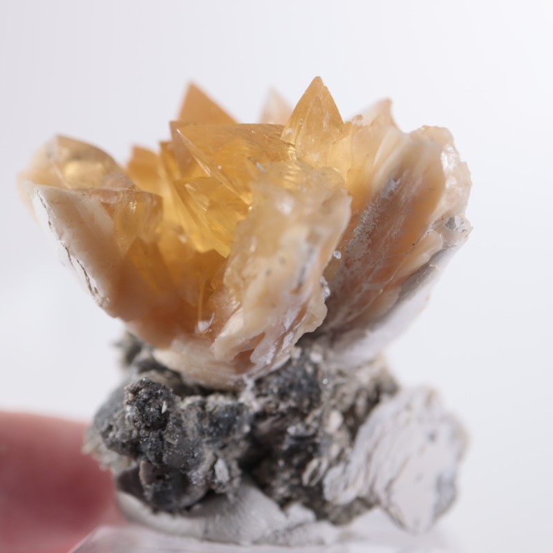 フロリダ州 貝化石カルサイト | 鉱物標本,カ行,カルサイト/方解石