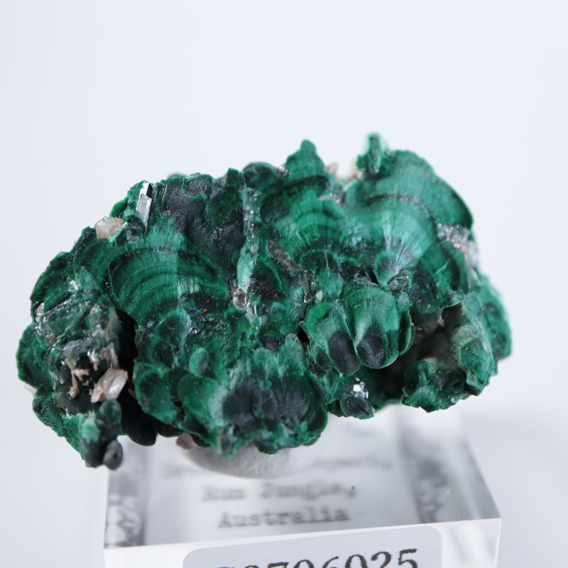 �������ȥ�ꥢ�����ޥ饫���ȡ����륵����